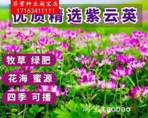 如何种植红花草种子（红花草的种植步骤与注意事项）