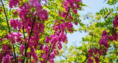 红花刺槐的花期是什么时候（了解红花刺槐的开花时间）