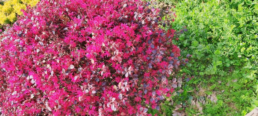 红花继木的花期及特点详解（揭秘红花继木的开花时间）