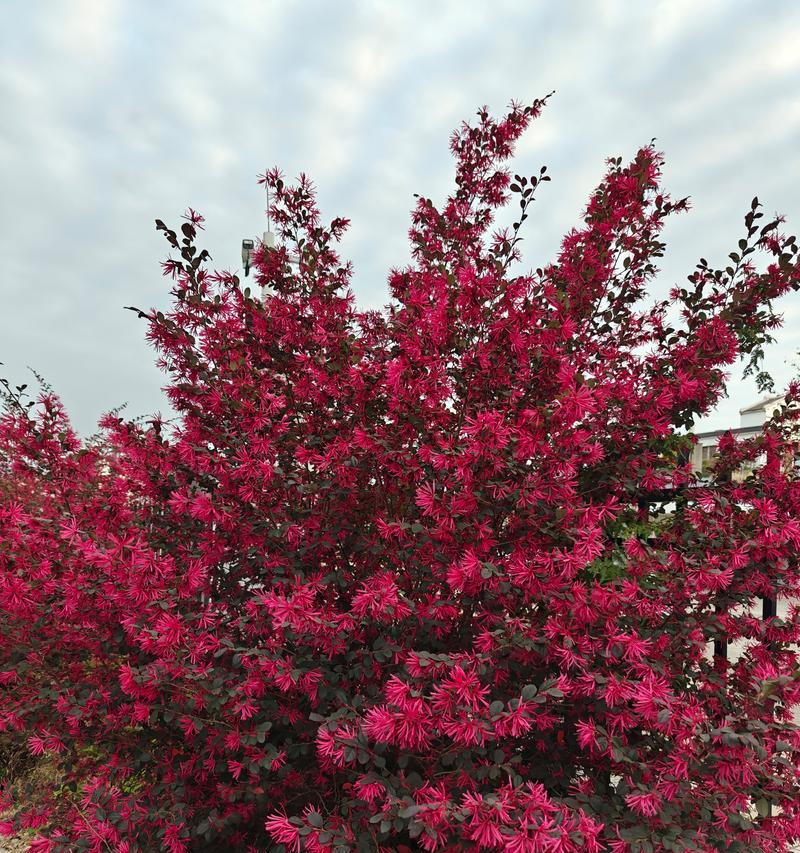 红花继木的花期及特点详解（揭秘红花继木的开花时间）