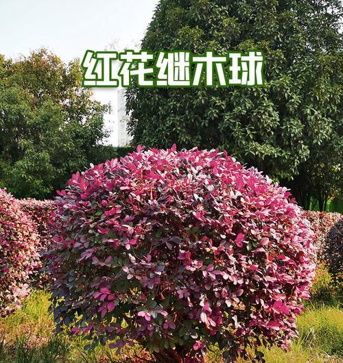 红花继木——耐寒植物之王（寒冬不萎）