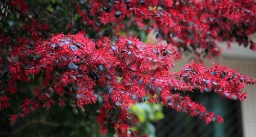 红花继木的花期特点（一年开几次花）