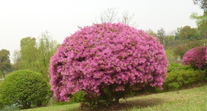 红花继木的花期特点（一年开几次花）