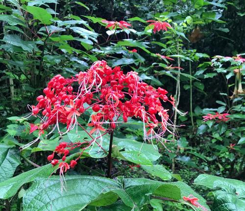 红花全面解析——植物学、药用与文化传承