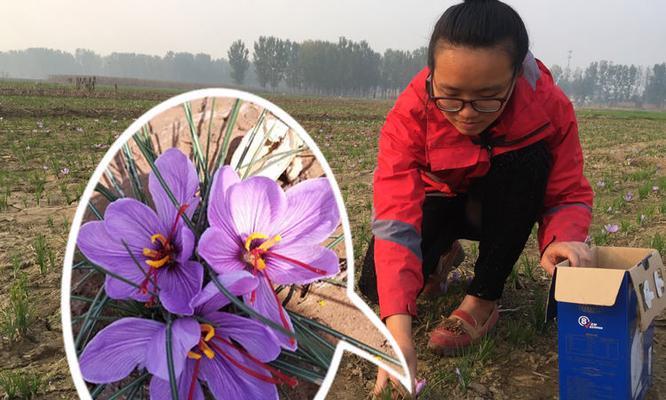 红花种植指南（留种子）