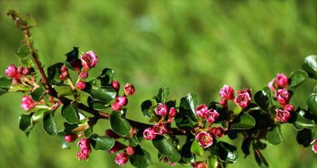 红花种植全攻略（从时间到方法）