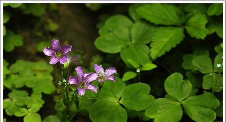 红花酢浆草的根可食用吗（了解红花酢浆草根的营养价值和食用方法）