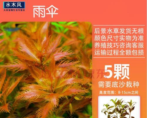 红菊水草的养殖技术与注意事项（红菊水草）