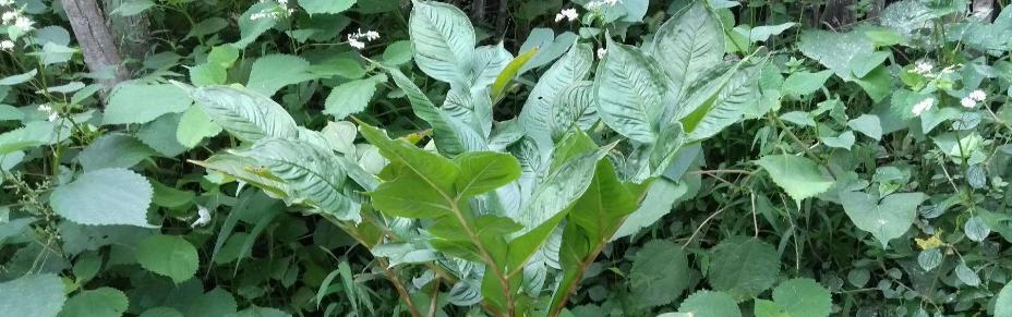 红军粮之植物大观（探秘红军所吃之植物）