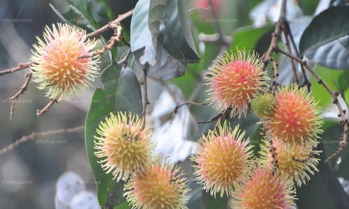 红毛丹成熟季节和上市时间详解（夏季果实丰收）