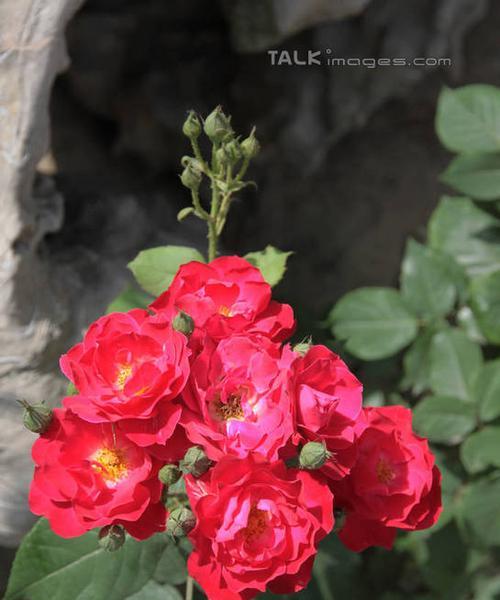 红玫瑰开花的季节（探究红玫瑰的花期和生长环境）