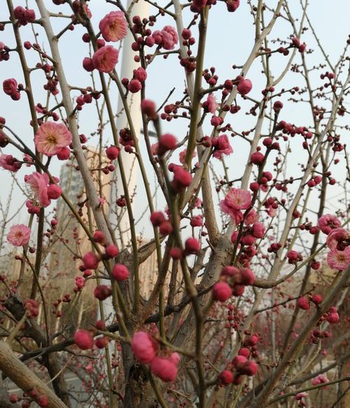 探秘松红梅花期（寻找四季花海中的冬日瑰宝）