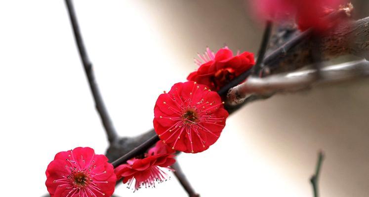 探秘松红梅花期（寻找四季花海中的冬日瑰宝）