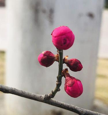 探秘松红梅花期（寻找四季花海中的冬日瑰宝）