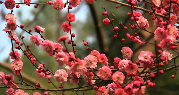 红梅花开花时间及花期详解（春寒料峭中的枝头春色）