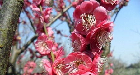 红梅花开花时间及花期详解（春寒料峭中的枝头春色）