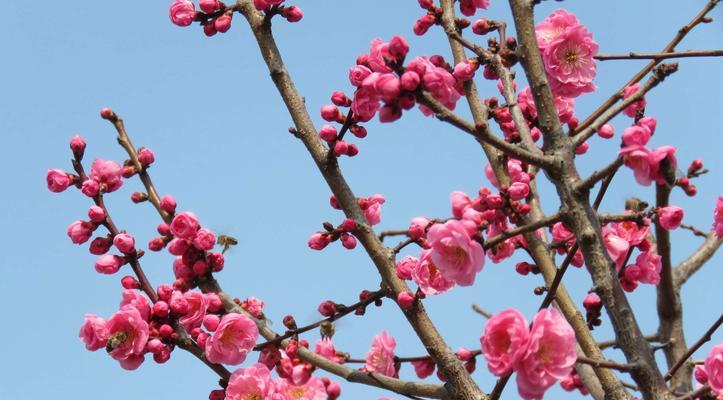 红梅开花时间及花期详解（探究红梅开花的奥秘）