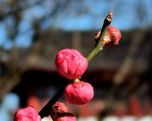 松红梅开花时间分析（探究松红梅花苞生长规律）