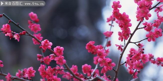 红梅生长温度的适宜范围及其影响因素（寻找红梅生长的最佳温度）