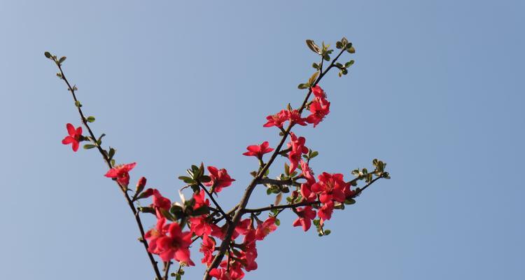 红梅开花季节（赏花好时光）