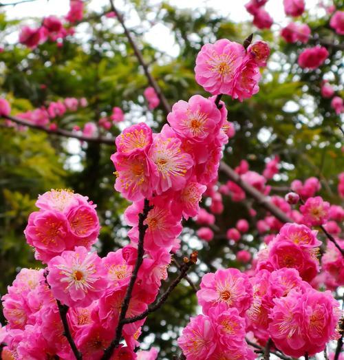 红梅开花季节（赏花好时光）