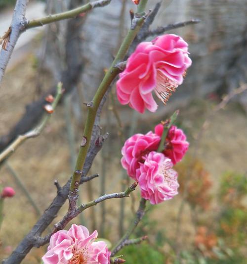 红梅四季开花的神奇之处（探秘红梅四季开花的原因和魅力）