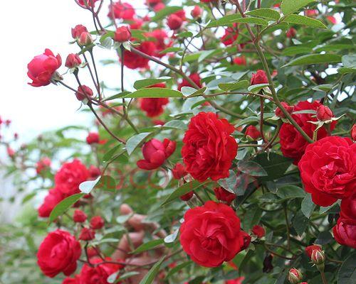 红木香花期揭秘（探寻红木香花期长短原因及其生长特点）