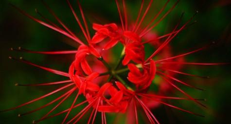 红色彼岸花有毒吗（探究彼岸花的神秘属性——花瓣、叶子、根部是否有毒）