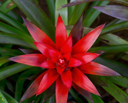 缤纷红色世界——探秘红色植物的奇妙之处（从鲜花到果实）