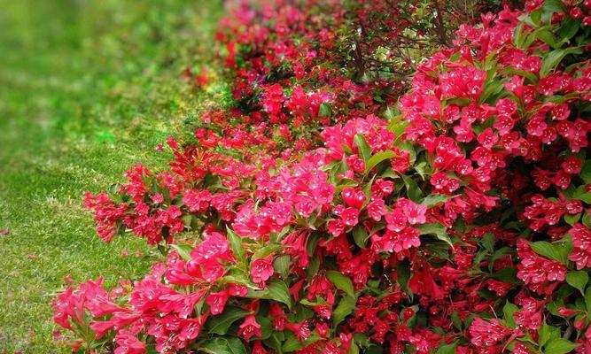 红色金银花不是四季开花（探究红色金银花的开花特点）