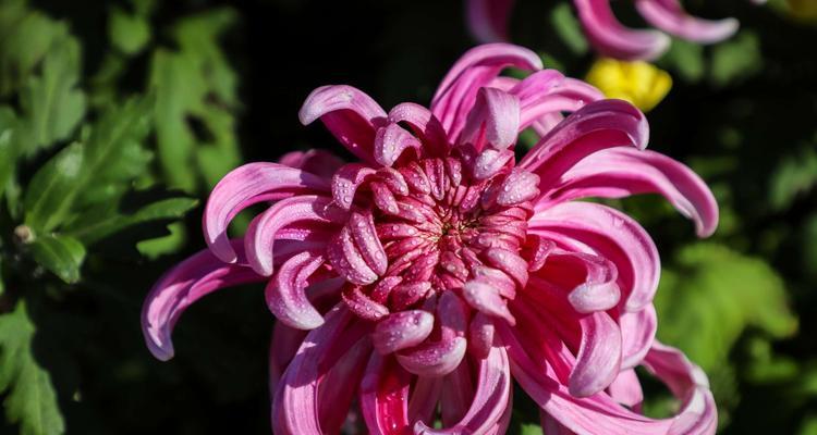 红色菊花花语的含义（探究红色菊花所代表的情感与象征）