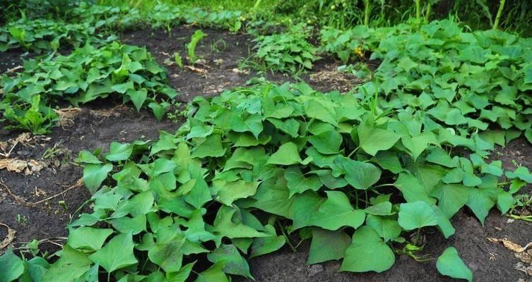 探究红薯的生长过程（从种植到收获）