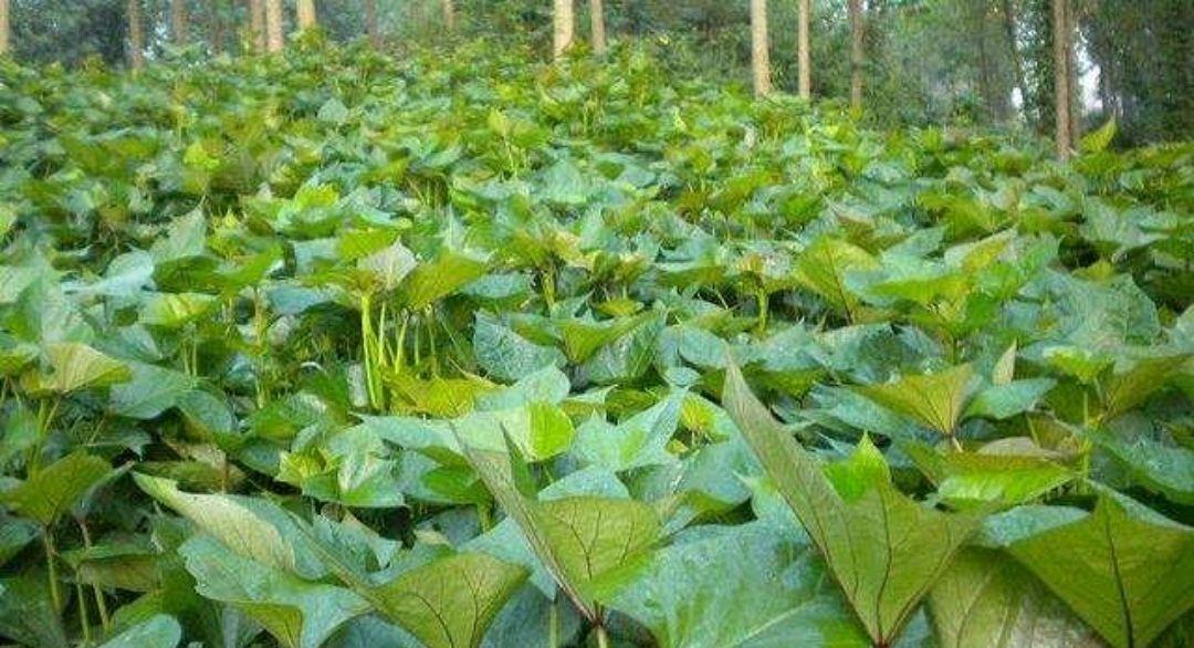 探究红薯的生长习性和环境适应性（红薯的生长条件和关键环节探析）