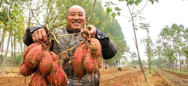 红薯收获时间的选择（如何选择最佳采收时间）