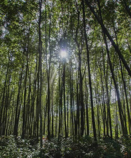 红树林的生长习性特点和生长环境条件（探究红树林的适应性与保护）