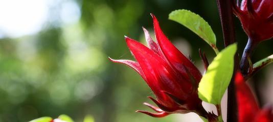 红桃K开花结果的花期与特征（探究红桃K开花结果的季节）