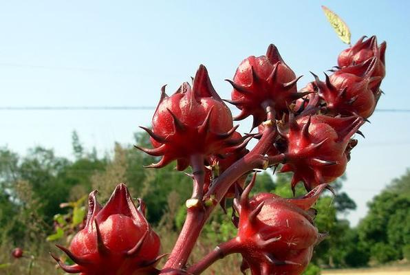 红桃K种植技巧详解（掌握红桃K种植窍门）