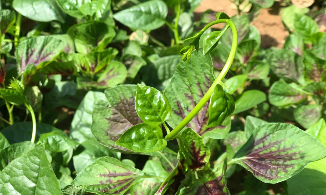 红苋菜开花了还能不能吃（探究红苋菜花期与食用关系）