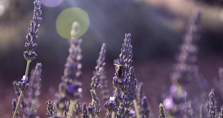 薰衣草的花语（探寻薰衣草花的美丽意义）