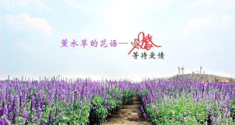 薰衣草花语与寓意（以薰衣草花语传递真挚情感）