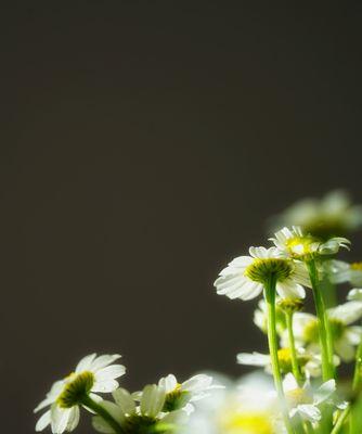 洋甘菊花语的神秘魅力（揭秘洋甘菊的花语与意义）