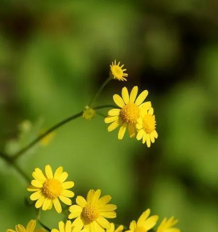 野菊花花语的深意（探寻野菊花花语的丰富内涵）