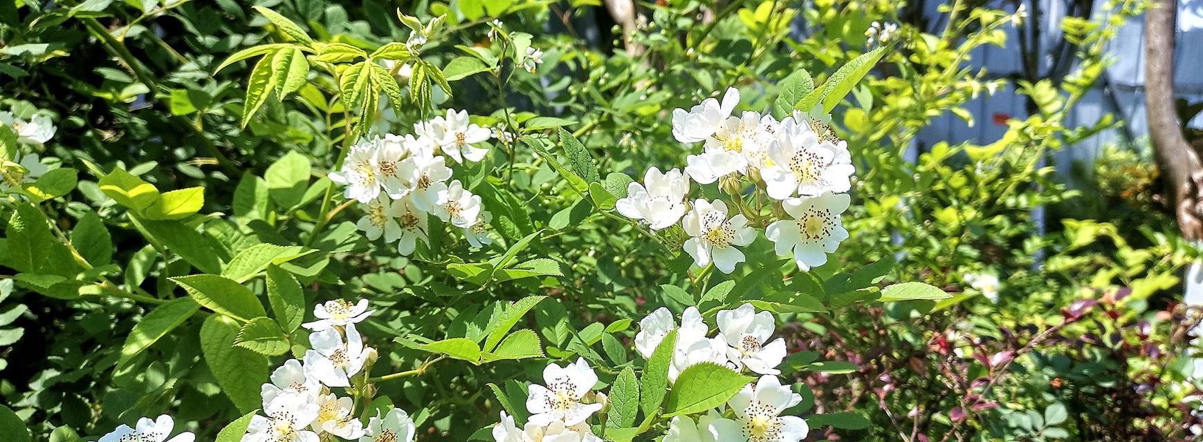 野蔷薇的象征意义（探索野蔷薇背后的内涵与意义）