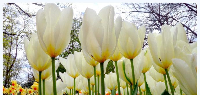 野生郁金香花语贞操的力量（唤醒内心之美）