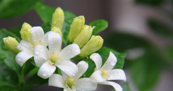 以夜来香的花语（以夜来香花语揭示的爱情的真谛）