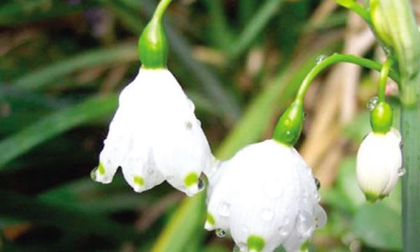 夜来香——花开昙花一现（夜来香的传说与花语）