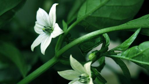 夜来香——花开昙花一现（夜来香的传说与花语）