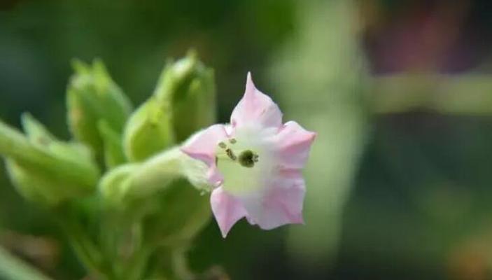 以依米花（花语解析及传说）