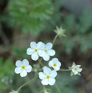 樱花草花语与美丽人生（探寻樱花草的花语）