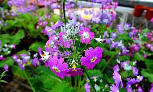 樱花草花语（探索樱花草的神秘花语）